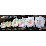 White OHara (Вайт Охара)